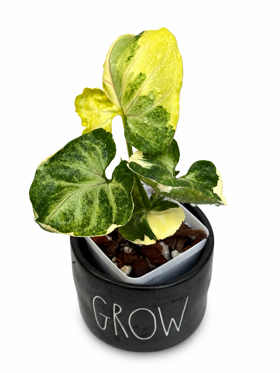 Syngonium Orm Thong/ Mango Allusion Variegated