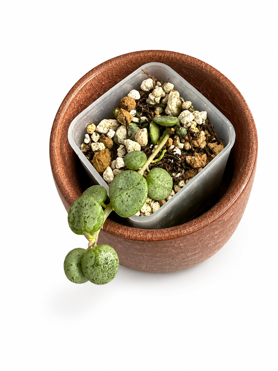 Hoya Serpen Silver