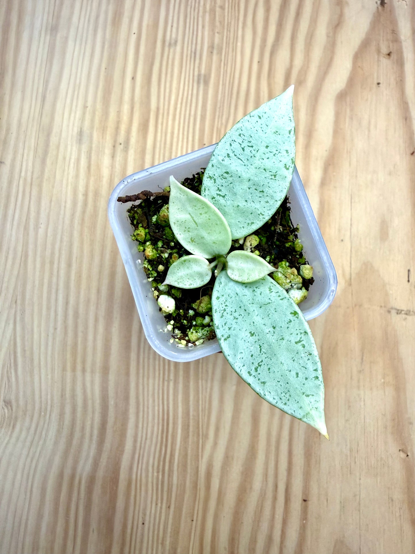 RARE Hoya Winter Pandora