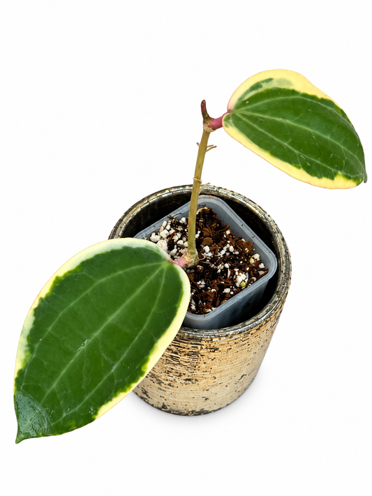 Hoya Latifolia Albo Round Form Variegated