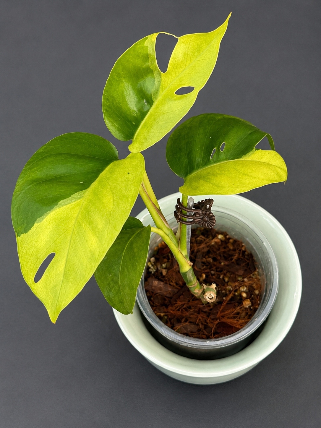 Epipremnum pinnatum 'Phuket'