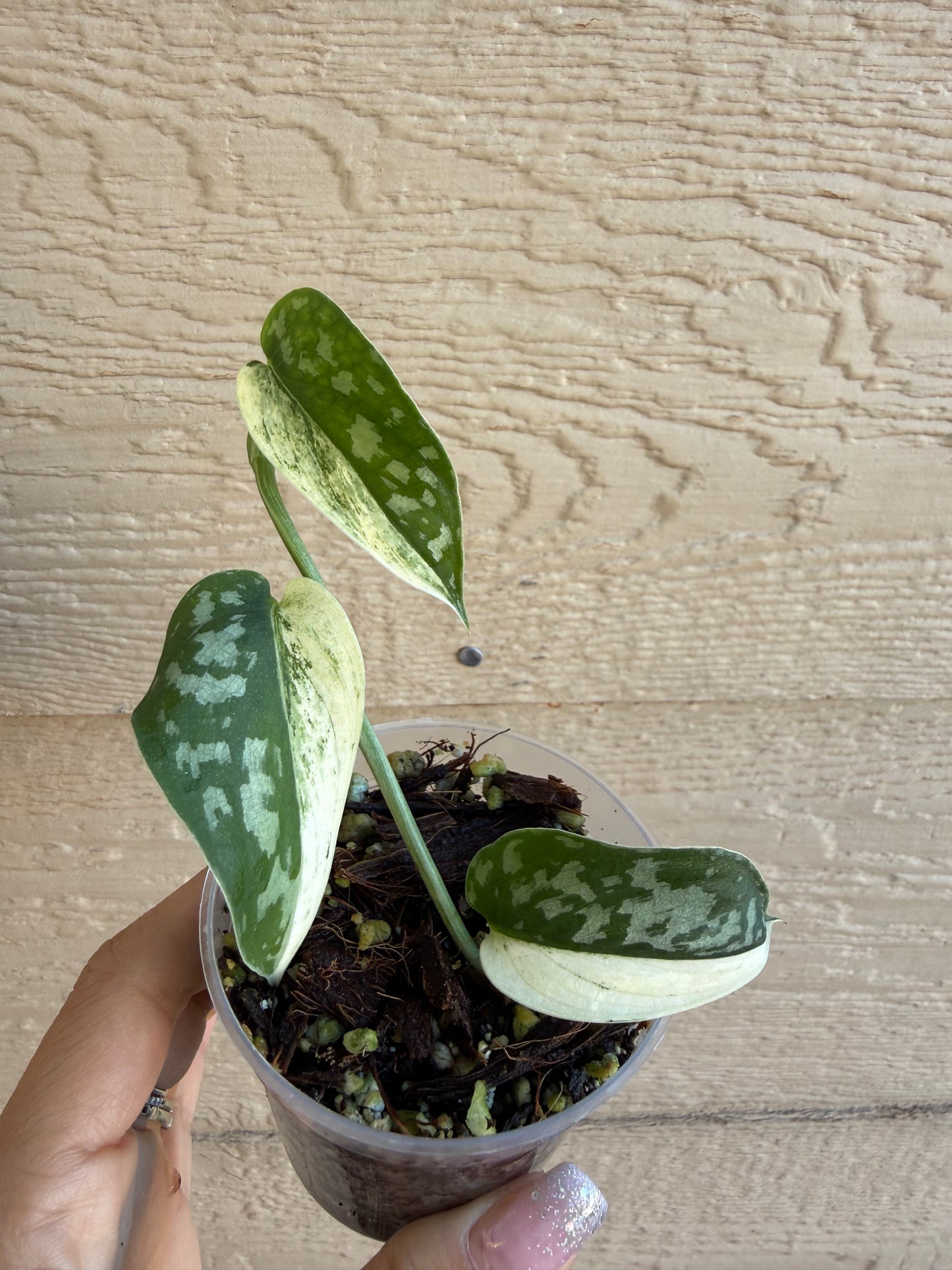 Scindapsus Mayari Variegated