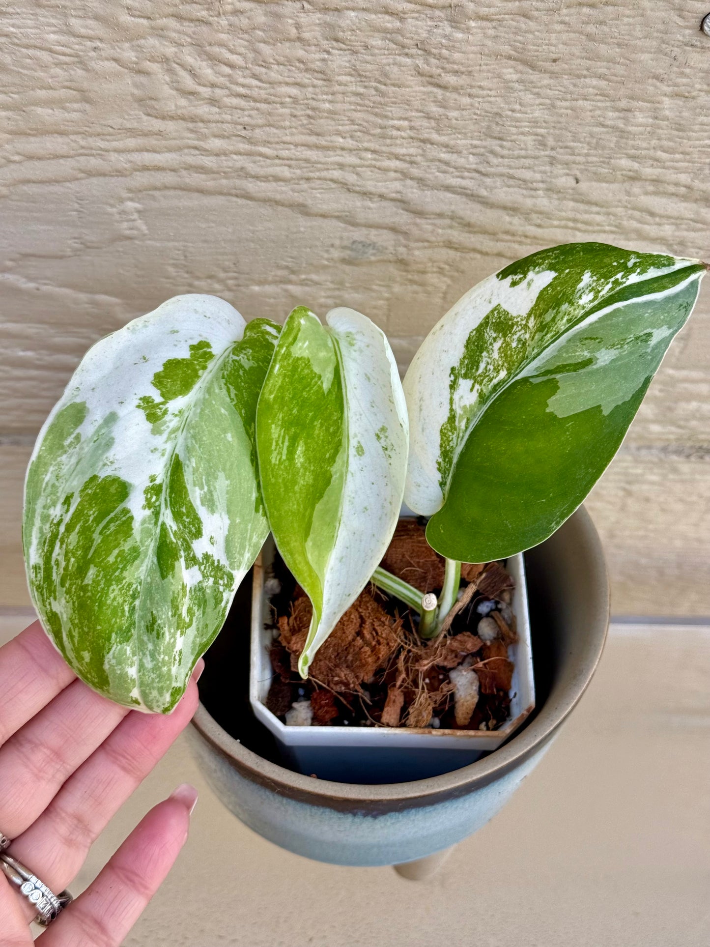 Scindapsus Silver Satin Variegated