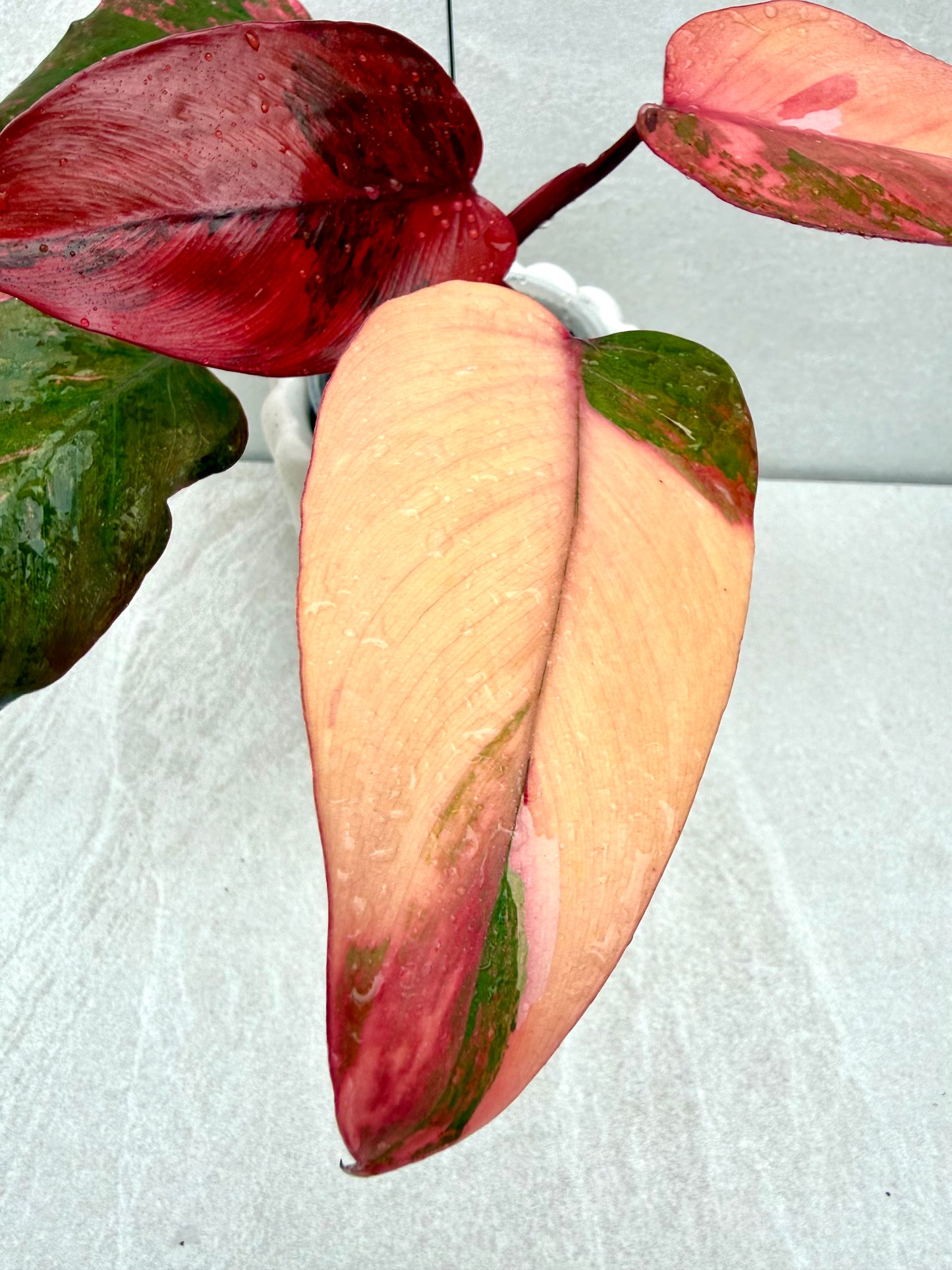Philodendron Princess of Fire