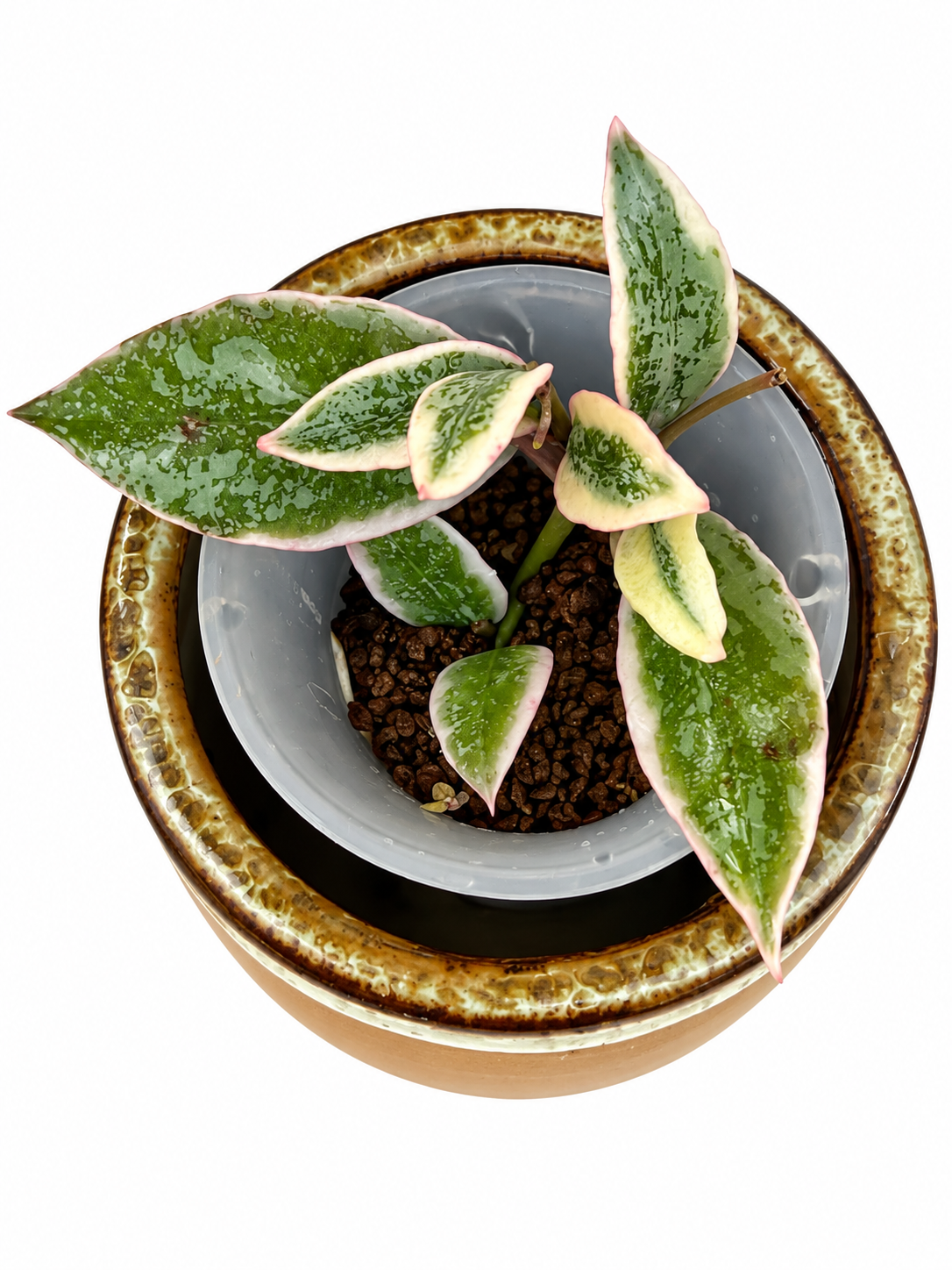 Hoya Lacunosa Princess Lumina | Rare Rooted Variegated Hoya