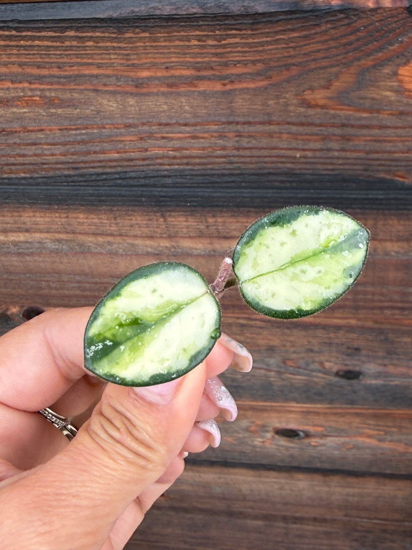 Hoya Mathilde  Variegated Unrooted Cutting ( 1 node-2 leaves grower’s choice)