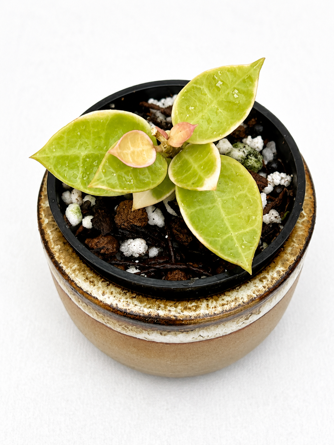 Hoya Lacunosa Variegated Bundle – Asami Clone, Minara, Bruno Tricolor & Leopard Skin