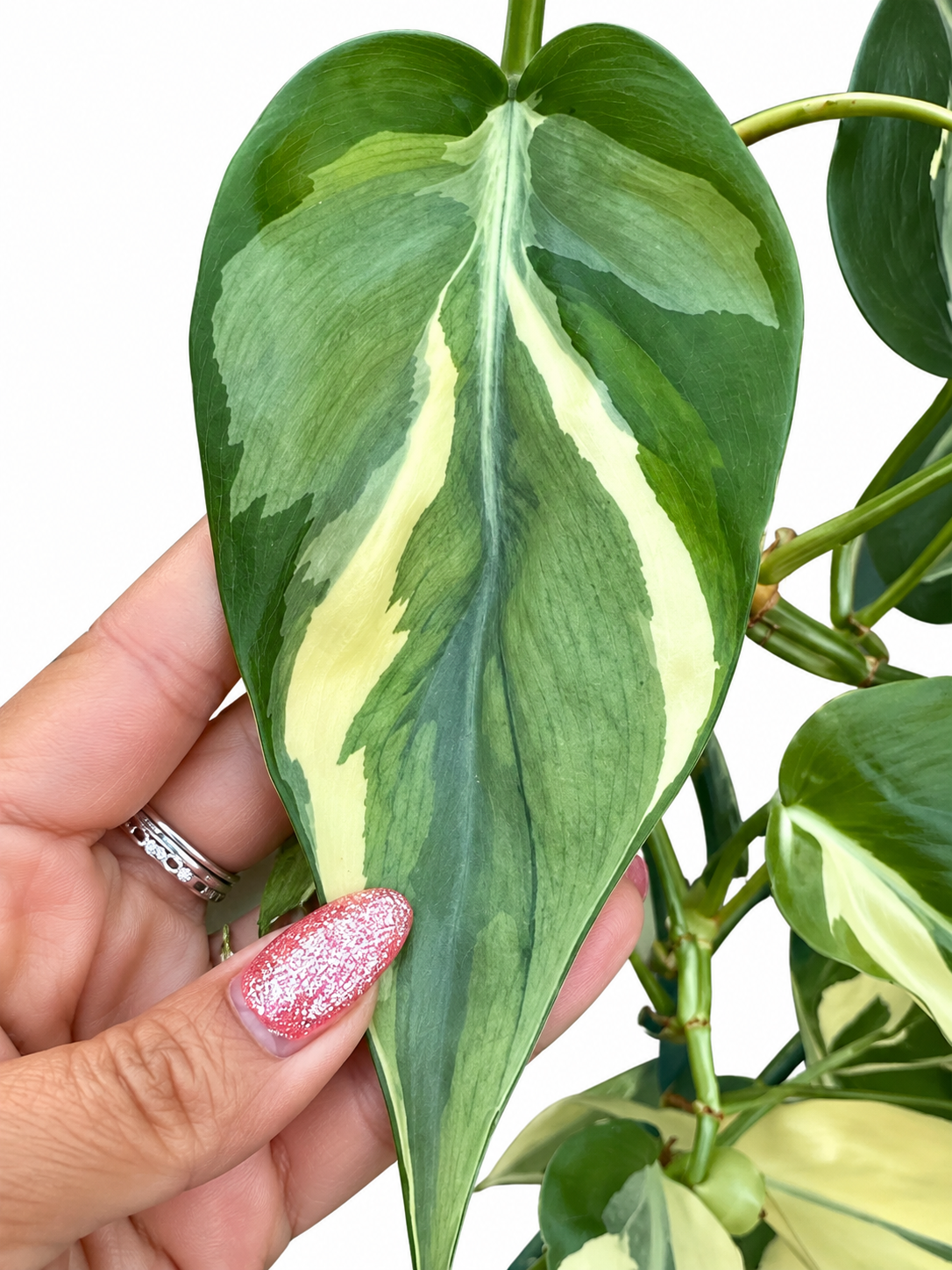 Philodendron hederaceum ‘Rio’ – 1 Node, 1 Leaf UNROOTED Cutting