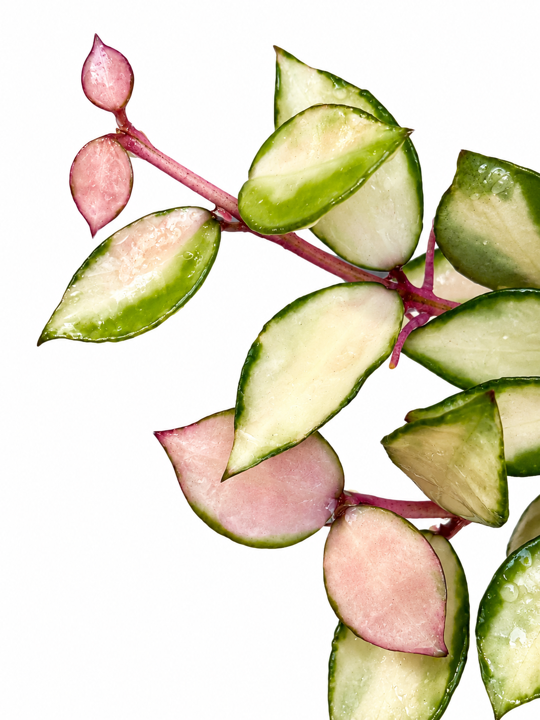 Hoya Lacunosa Souma Variegated unrooted cutting (grower’s choice - 1 node, 2 leaves)
