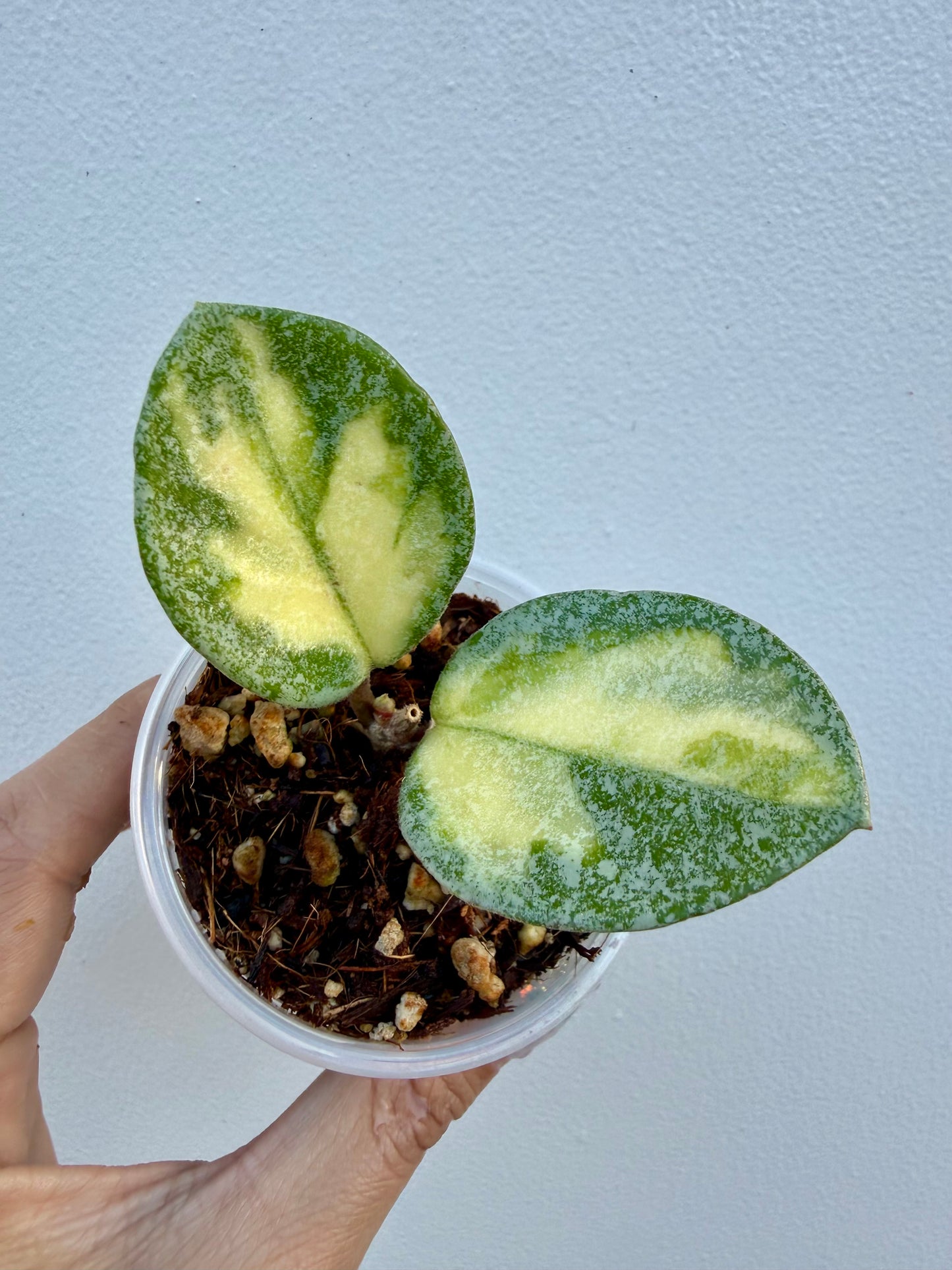 Hoya Argentea Princess