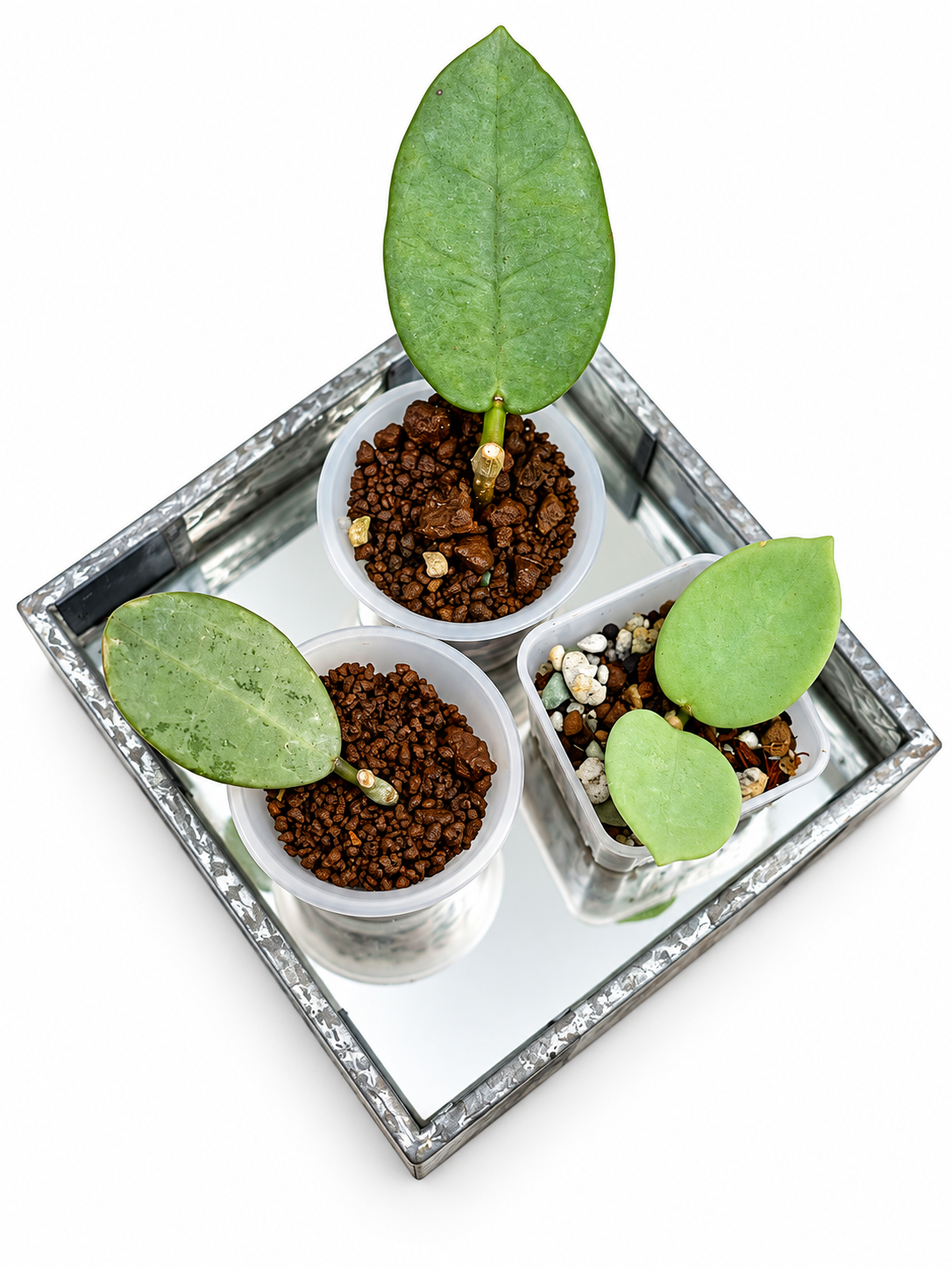 Hoya Lai Chau Silver, Hoya Grey Fairy & Hoya elliptica Silver – Rare 3-Plant Rooted Combo
