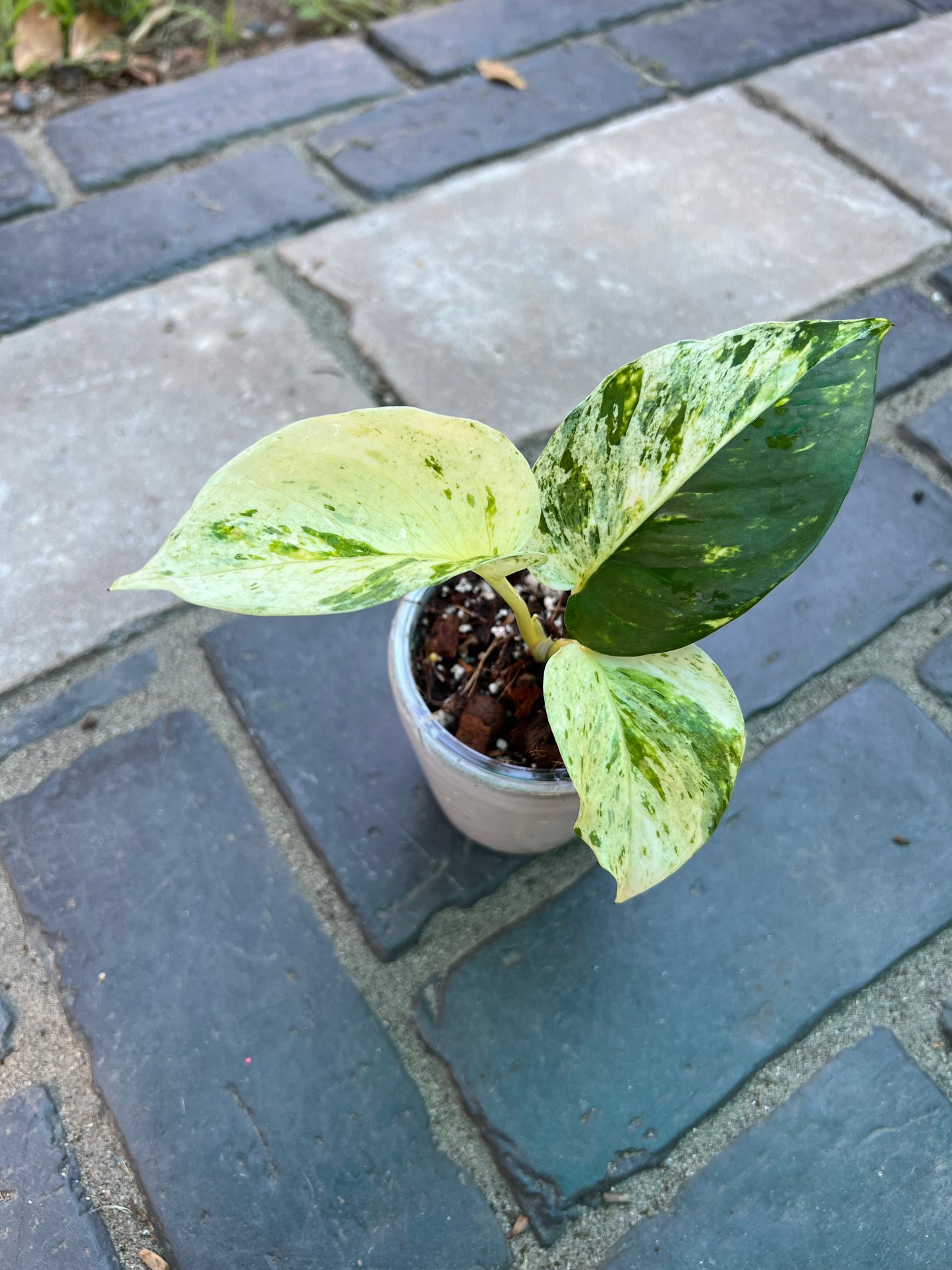 Rare White Sport Golden AKA "Scrambled Egg Epipremnum Aureum"