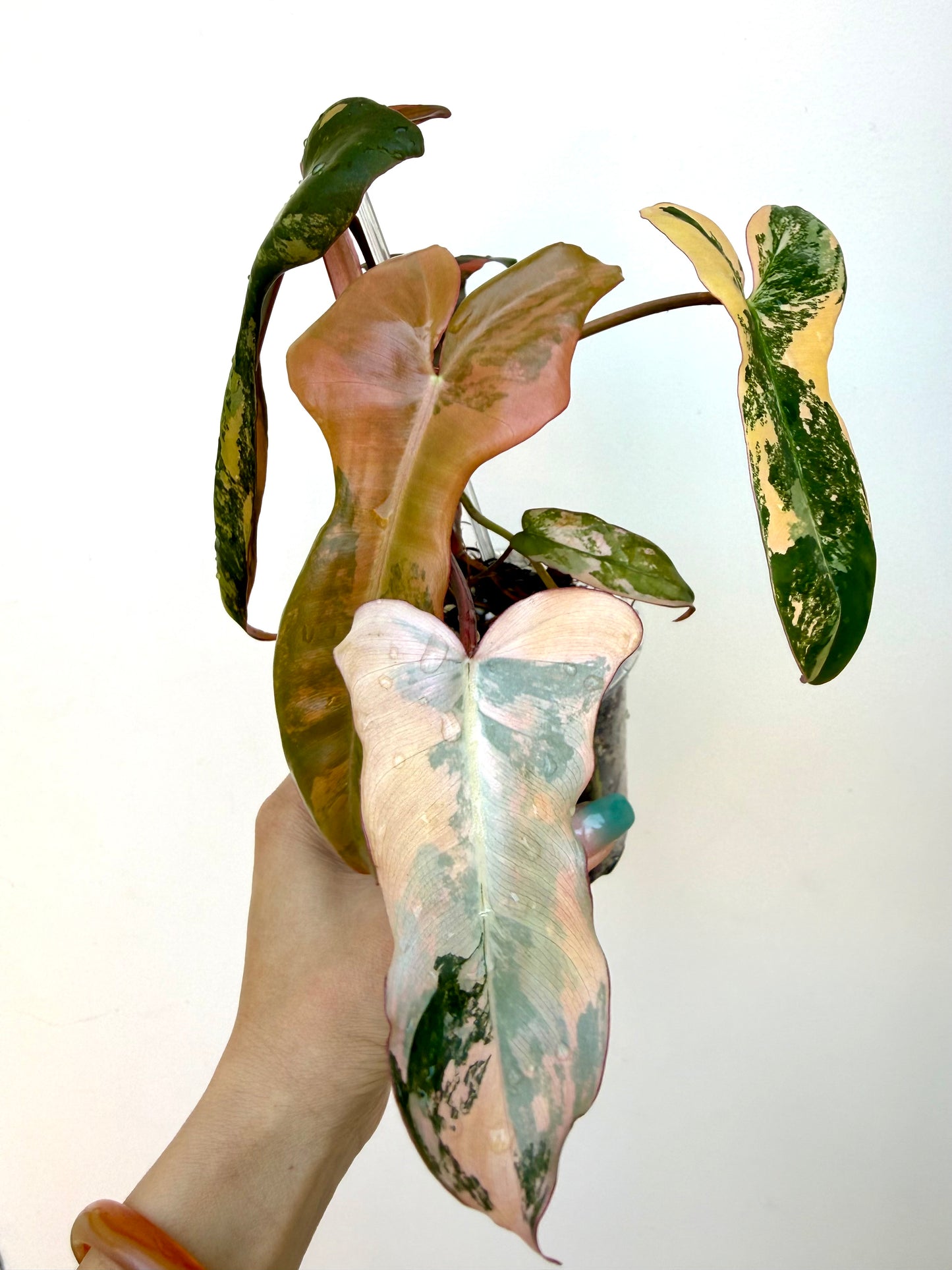 Philodendron Brown Beauty (Black Billietiae x Florida Beauty)