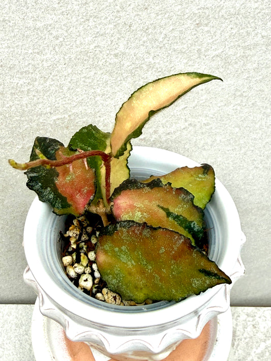 Hoya Caudata Variegated