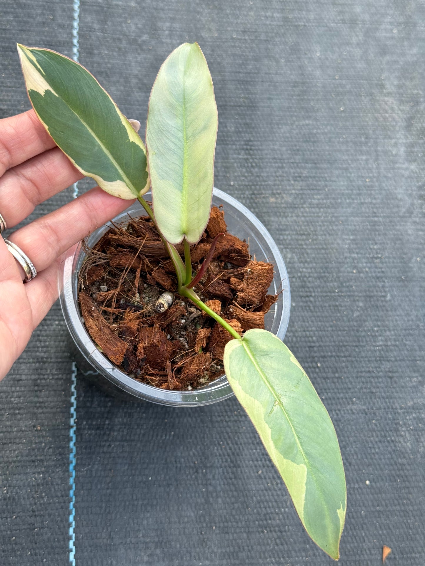 Philodendron Atabapoense Variegated
