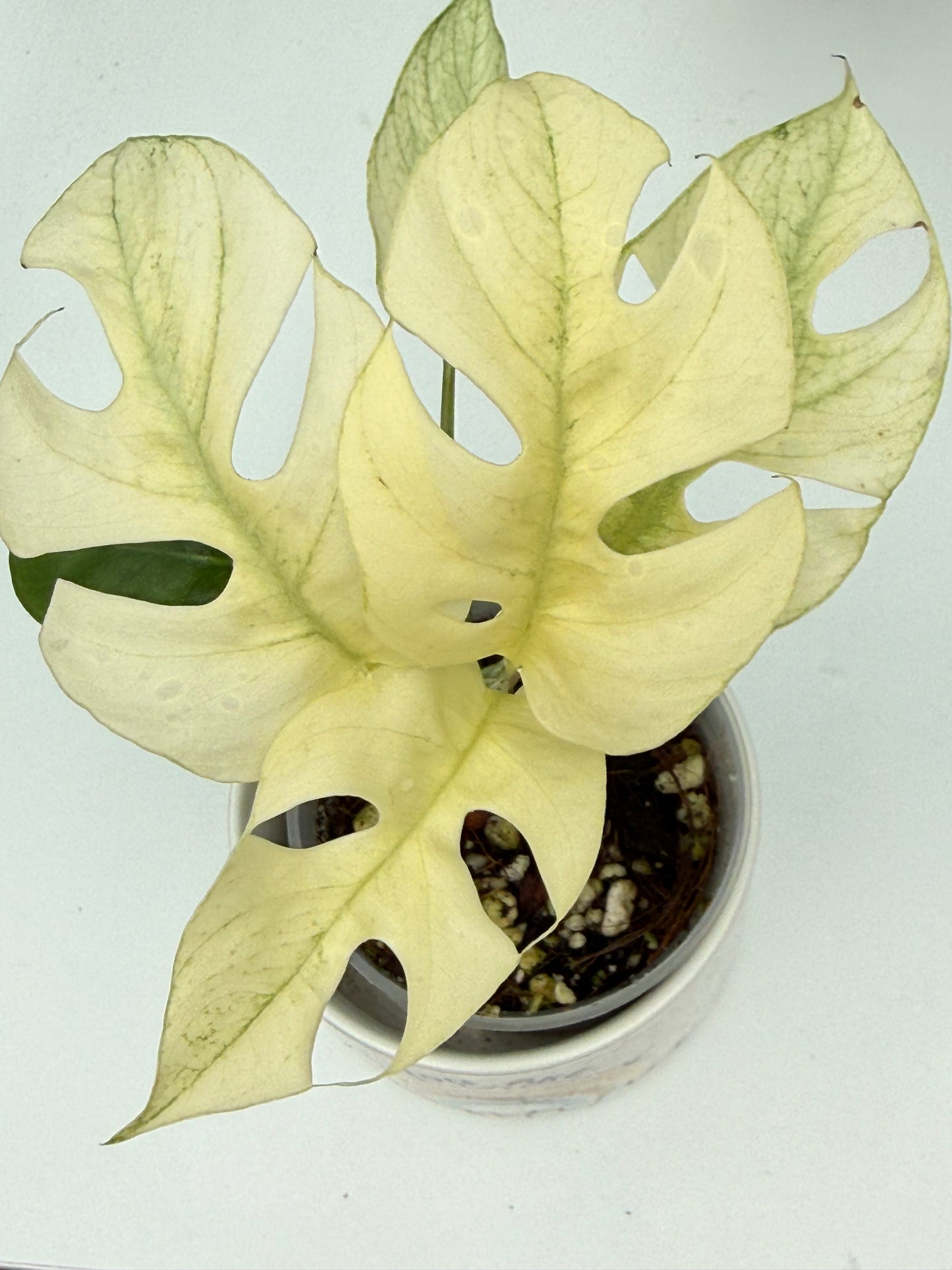 Rhaphidophora Tetrasperma White Monster