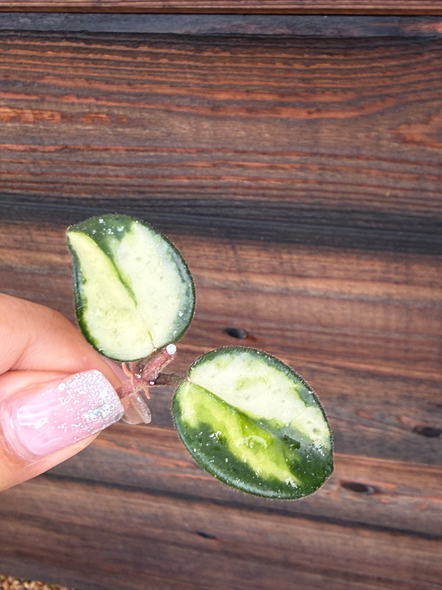 Hoya Mathilde  Variegated Unrooted Cutting ( 1 node-2 leaves grower’s choice)