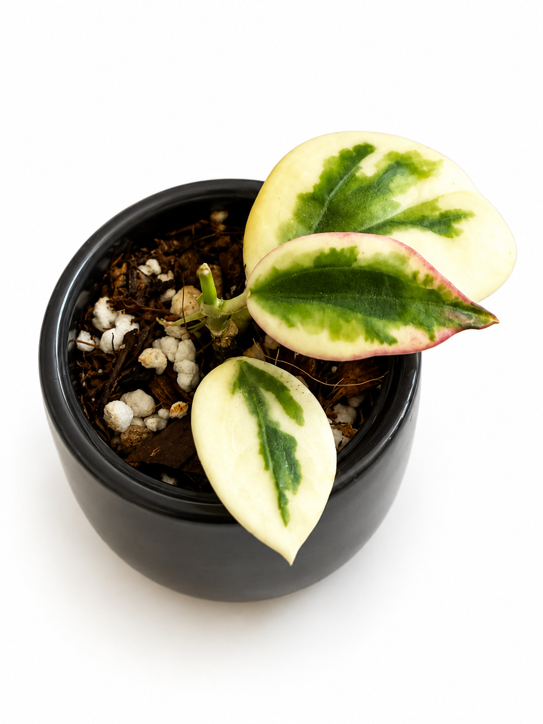 Hoya Emerald Frost