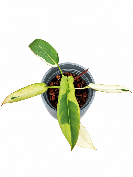 Philodendron Atabapoense Variegated