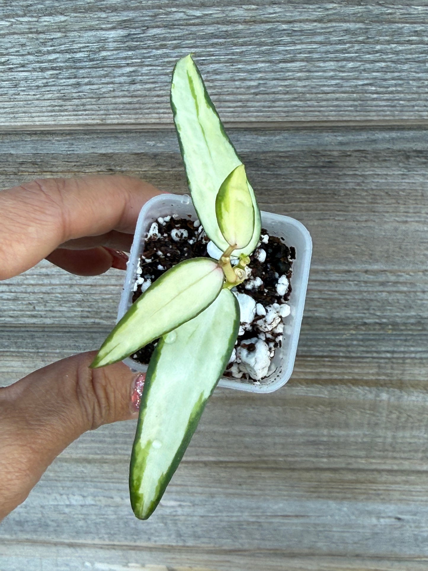 RARE Hoya Burmanica Variegated