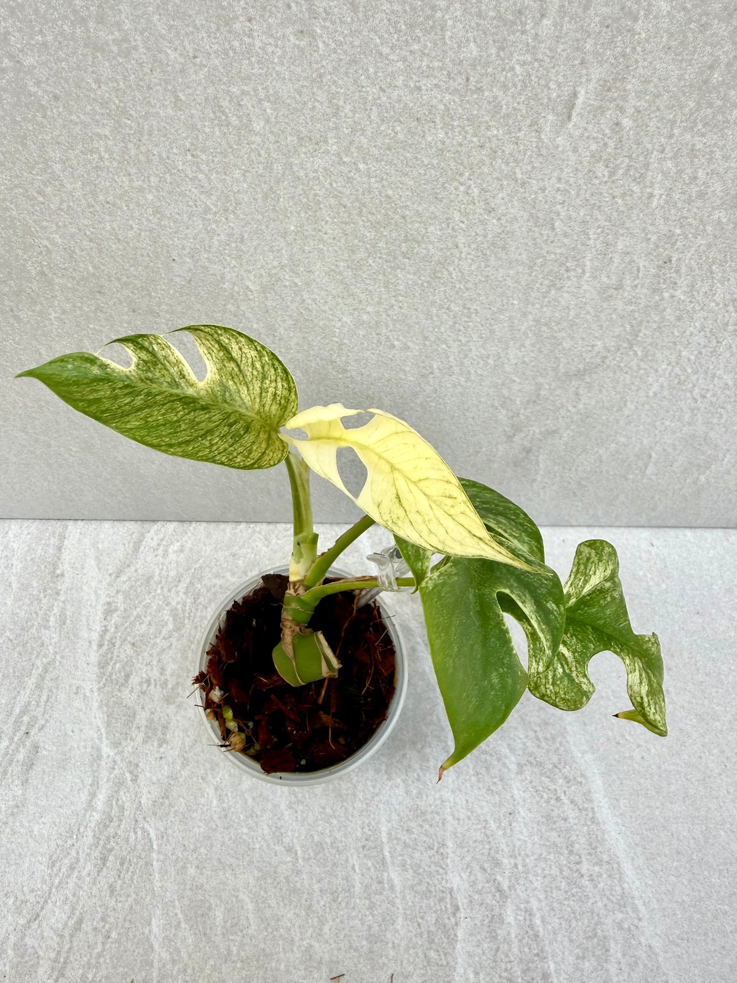 Rhaphidophora Tetrasperma White Monster