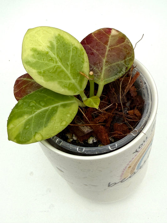 Hoya Obscura Variegated