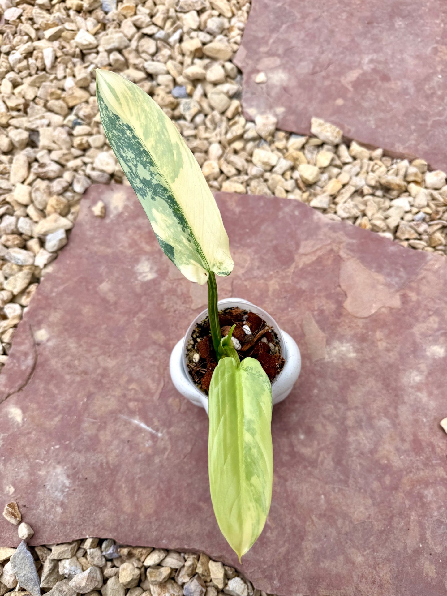 Philodendron Silver Sword Variegated