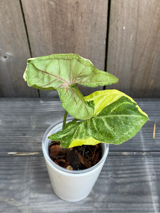 Syngonium Orm Thong/ Mango Allusion Variegated