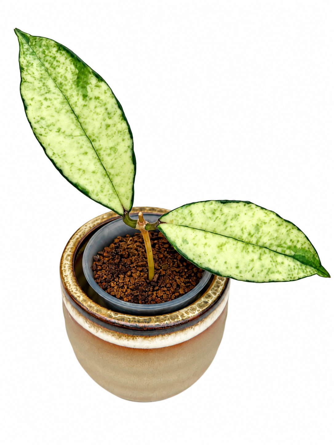 Hoya crassipetiolata Variegated – Rare Hoya Exact Rooted Plant
