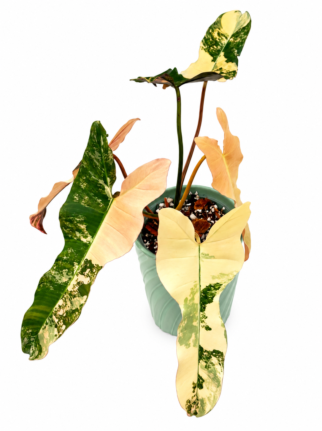 Philodendron Brown Beauty | Black Billietiae × Florida Beauty