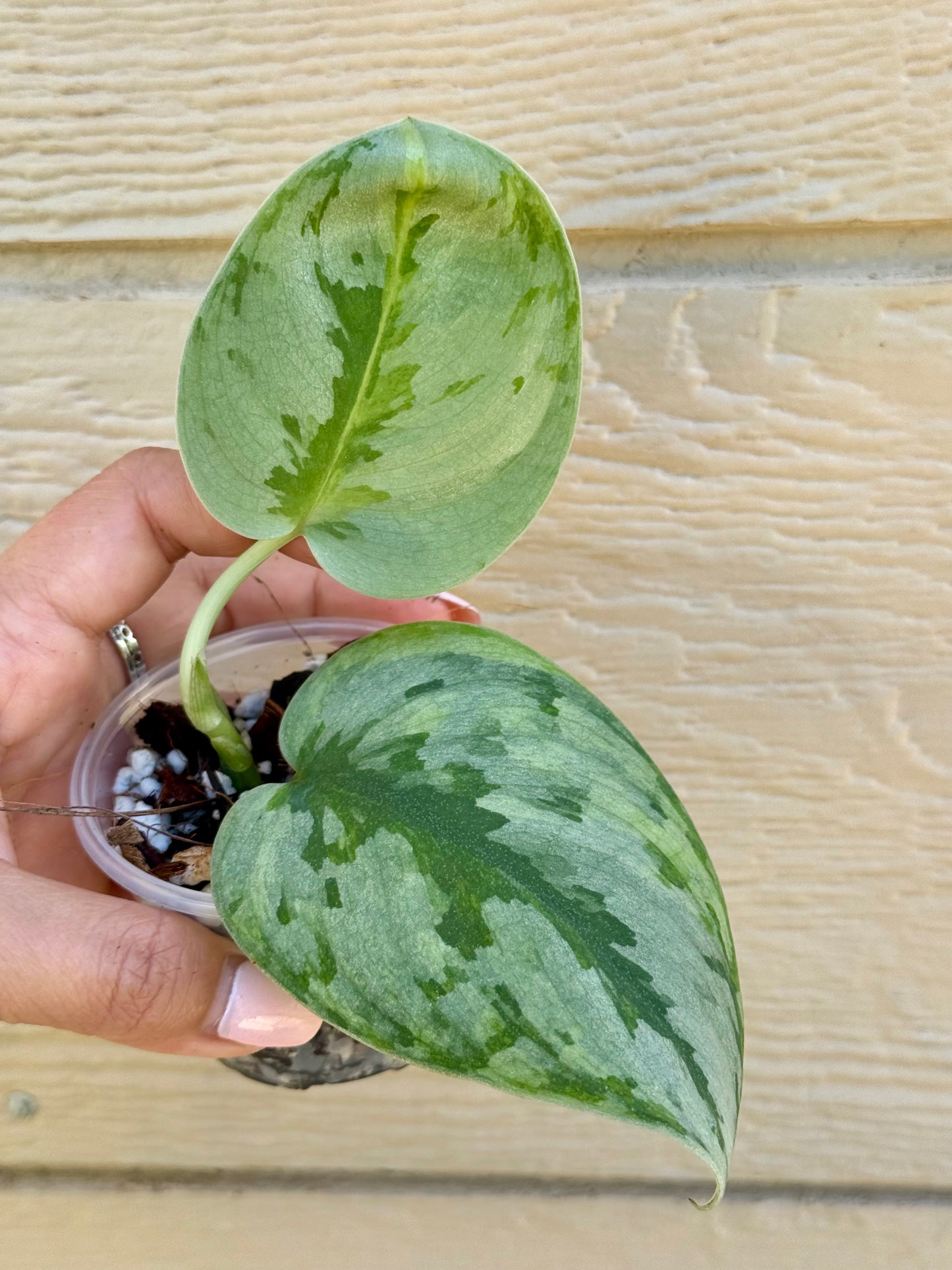 Scindapsus Yupa Variegated