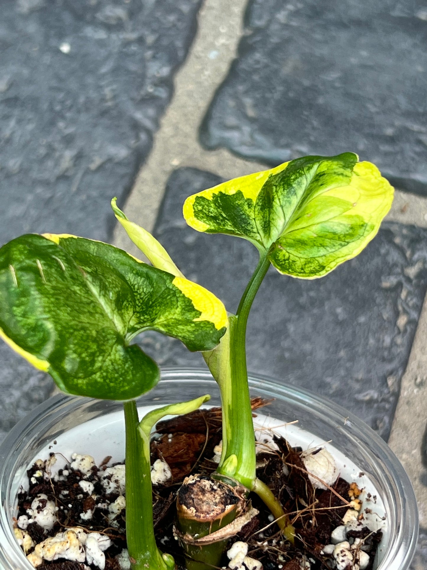 Syngonium Orm Thong/ Mango Allusion Variegated