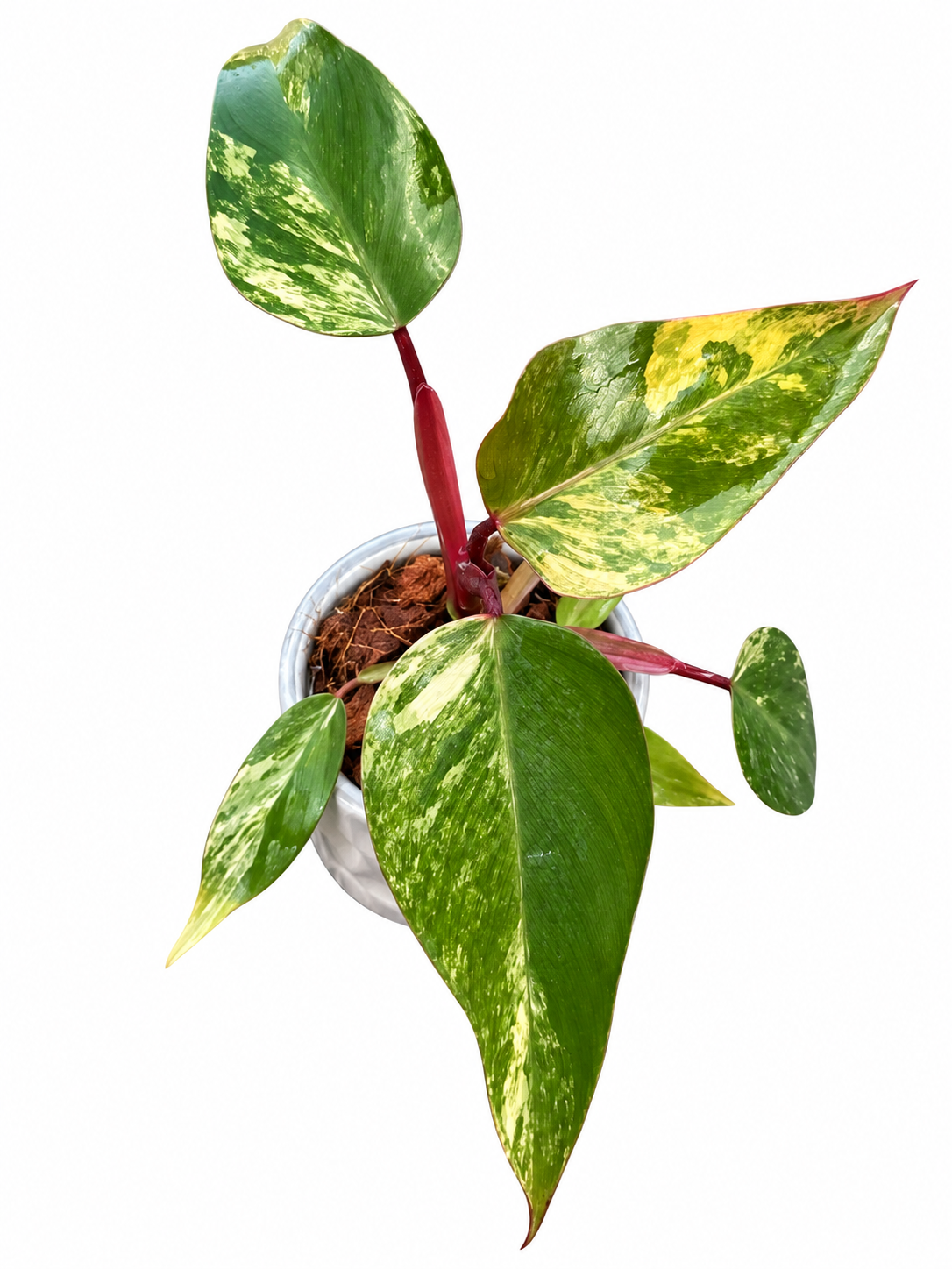 Philodendron Strawberry Shake