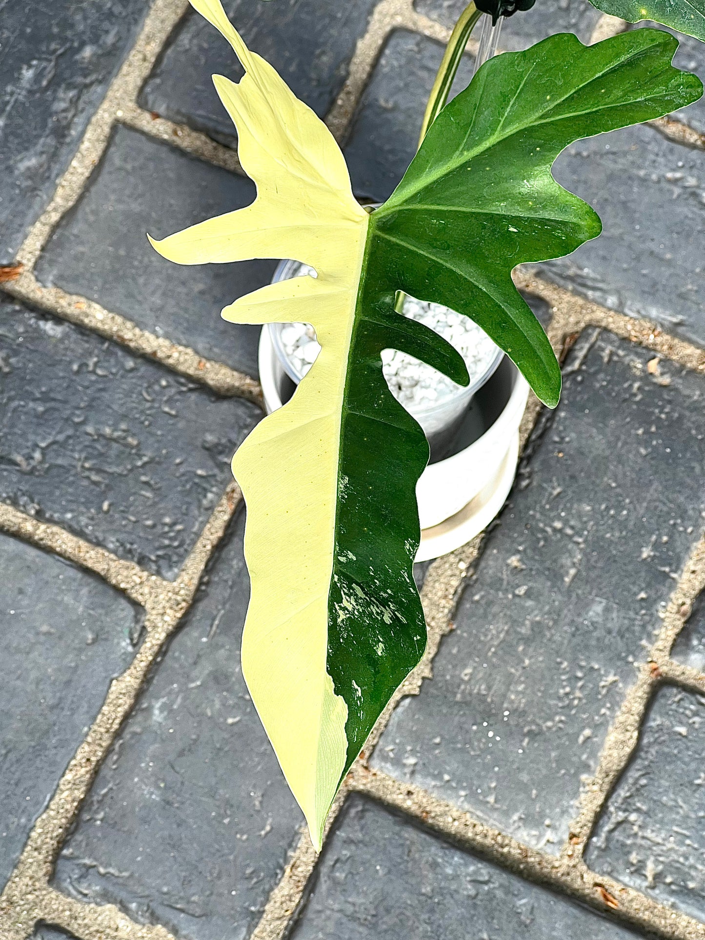 Philodendron Golden Dragon Variegated