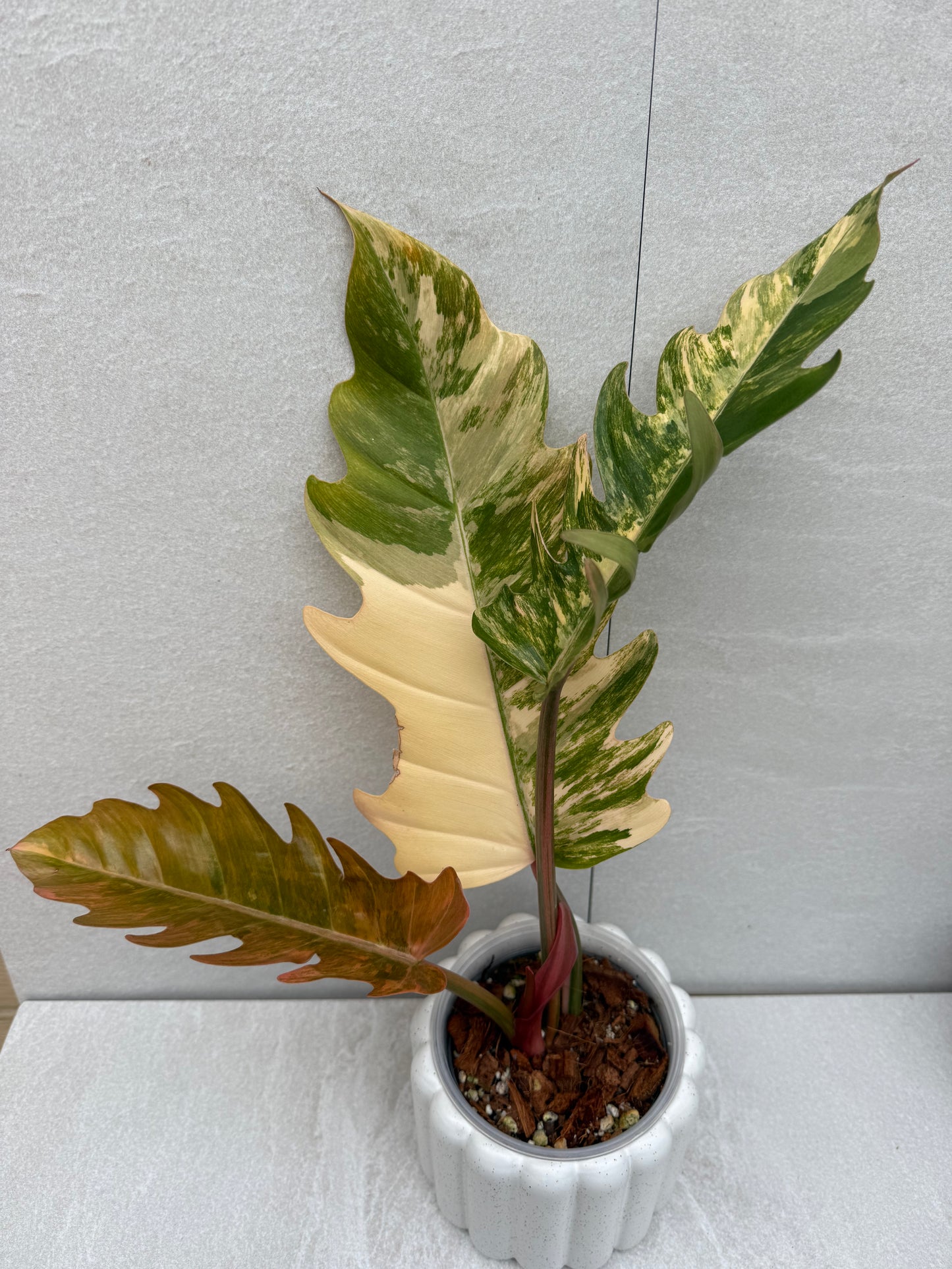 Philodendron Caramel Marble Variegated