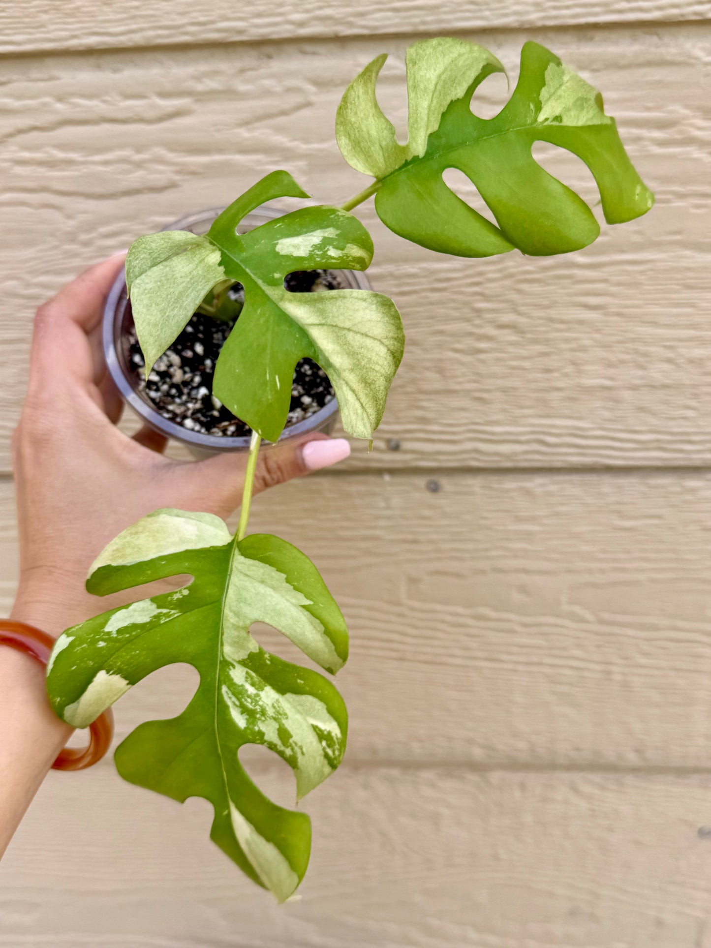 Rhaphidophora Tetrasperma Variegated