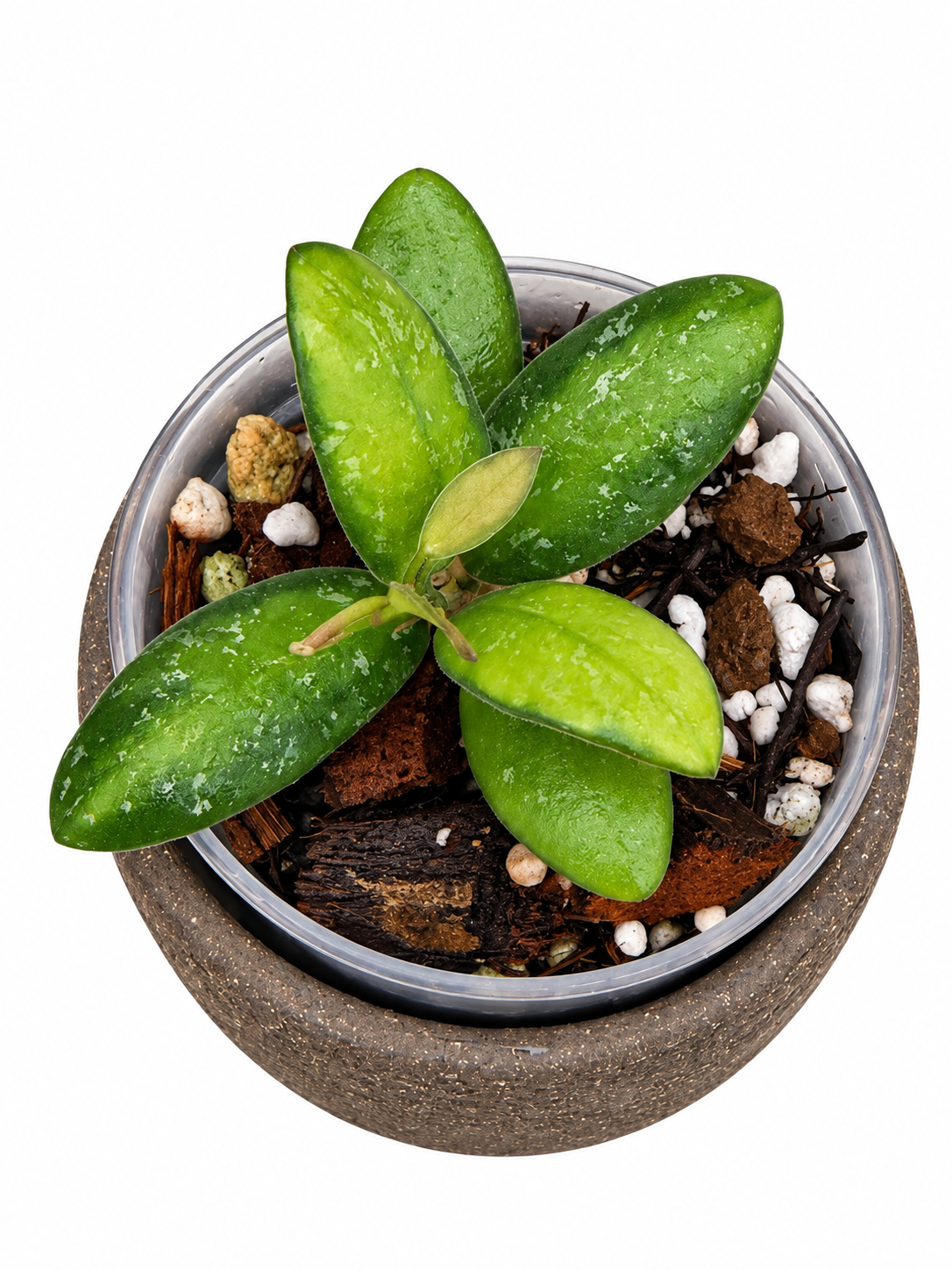 Hoya VL9 Variegated | Rare Rooted Variegated Hoya