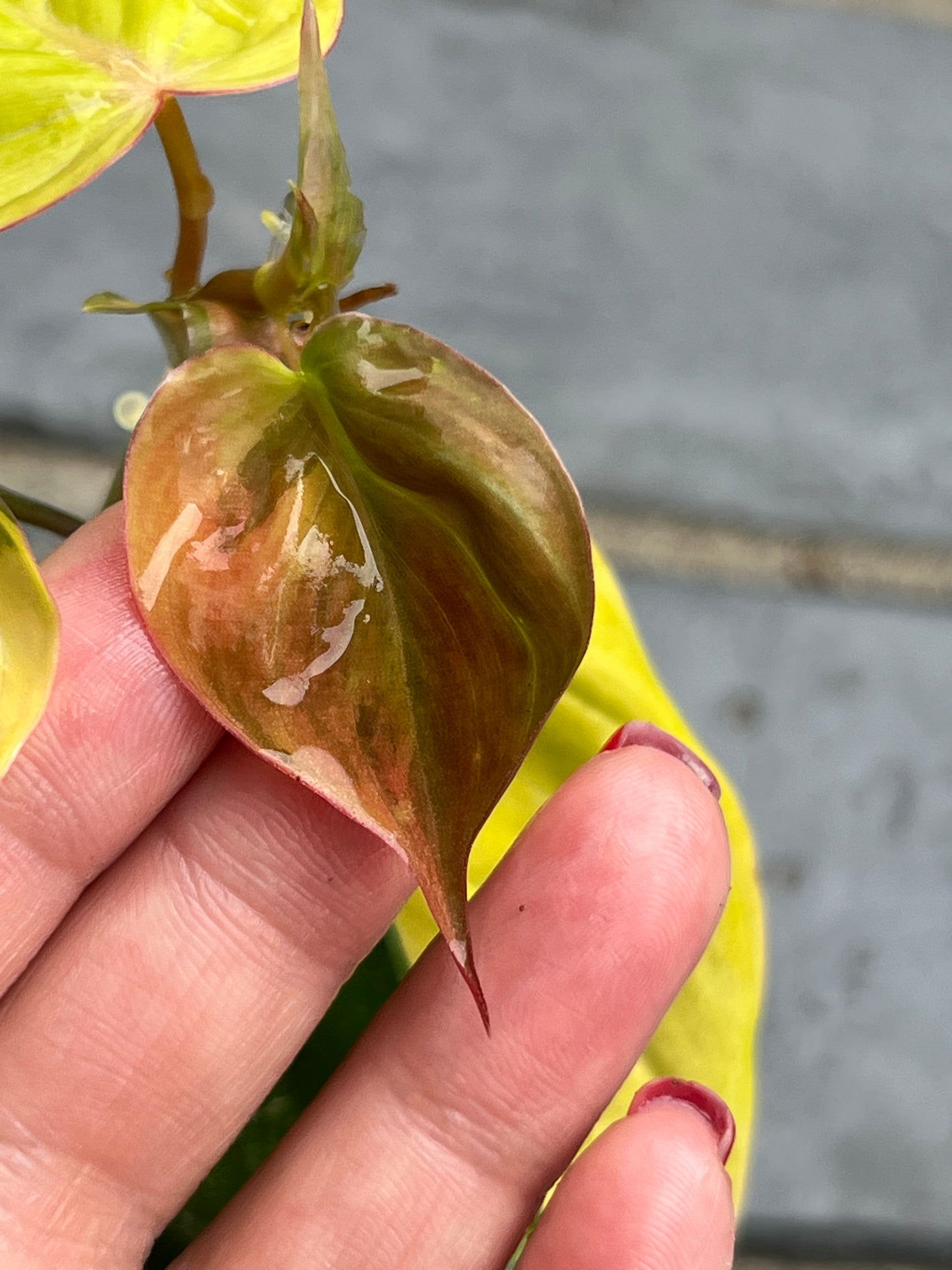 Philodendron Variegated Micans