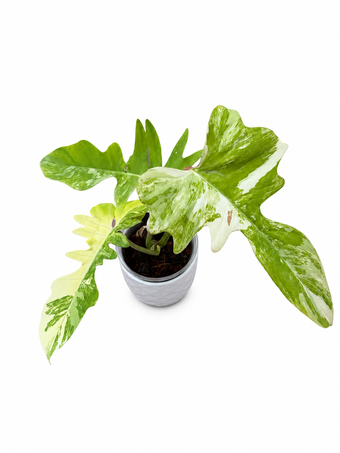 Philodendron Flobe x Mayoi Variegated