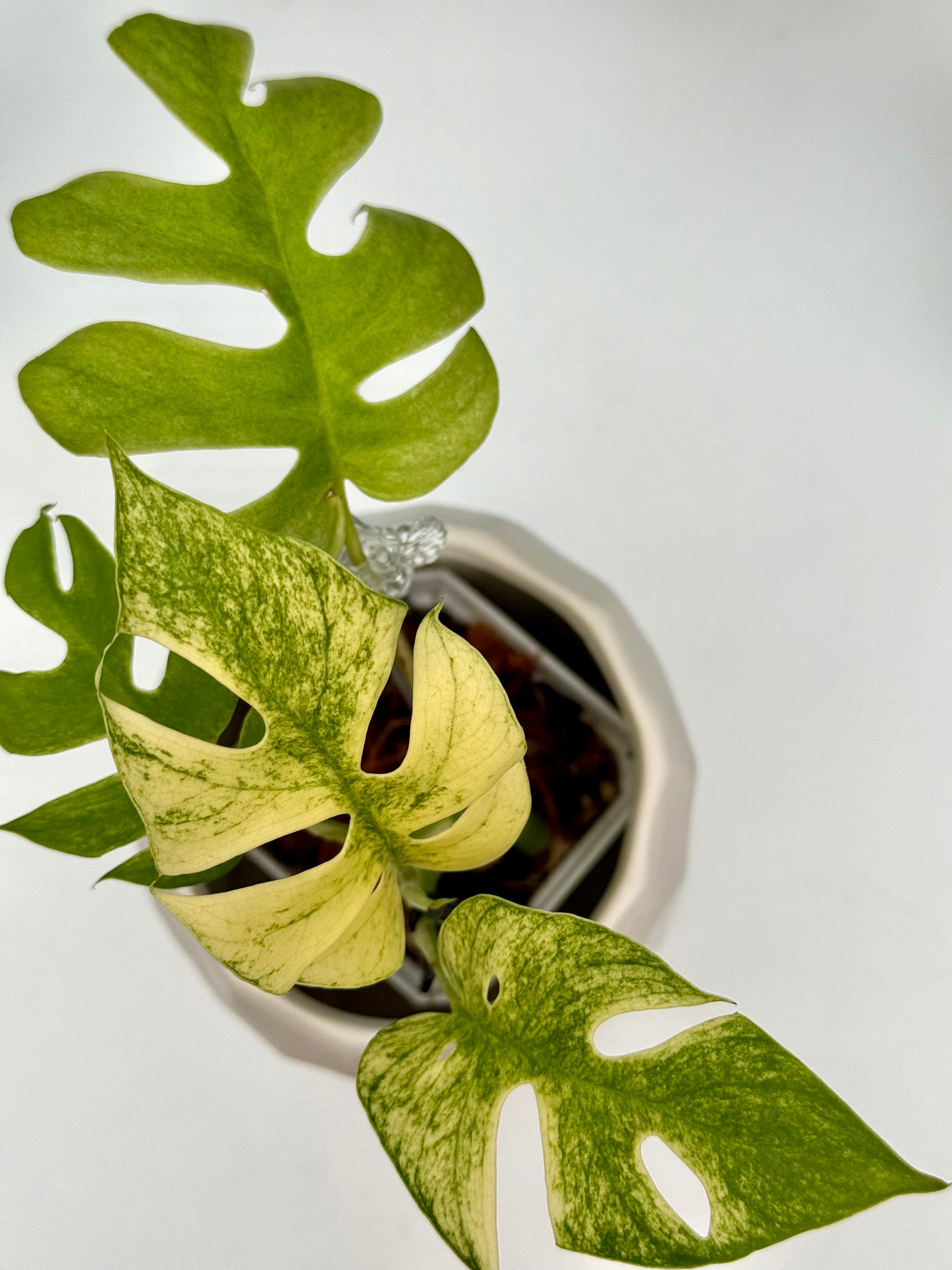 Rhaphidophora Tetrasperma White Monster
