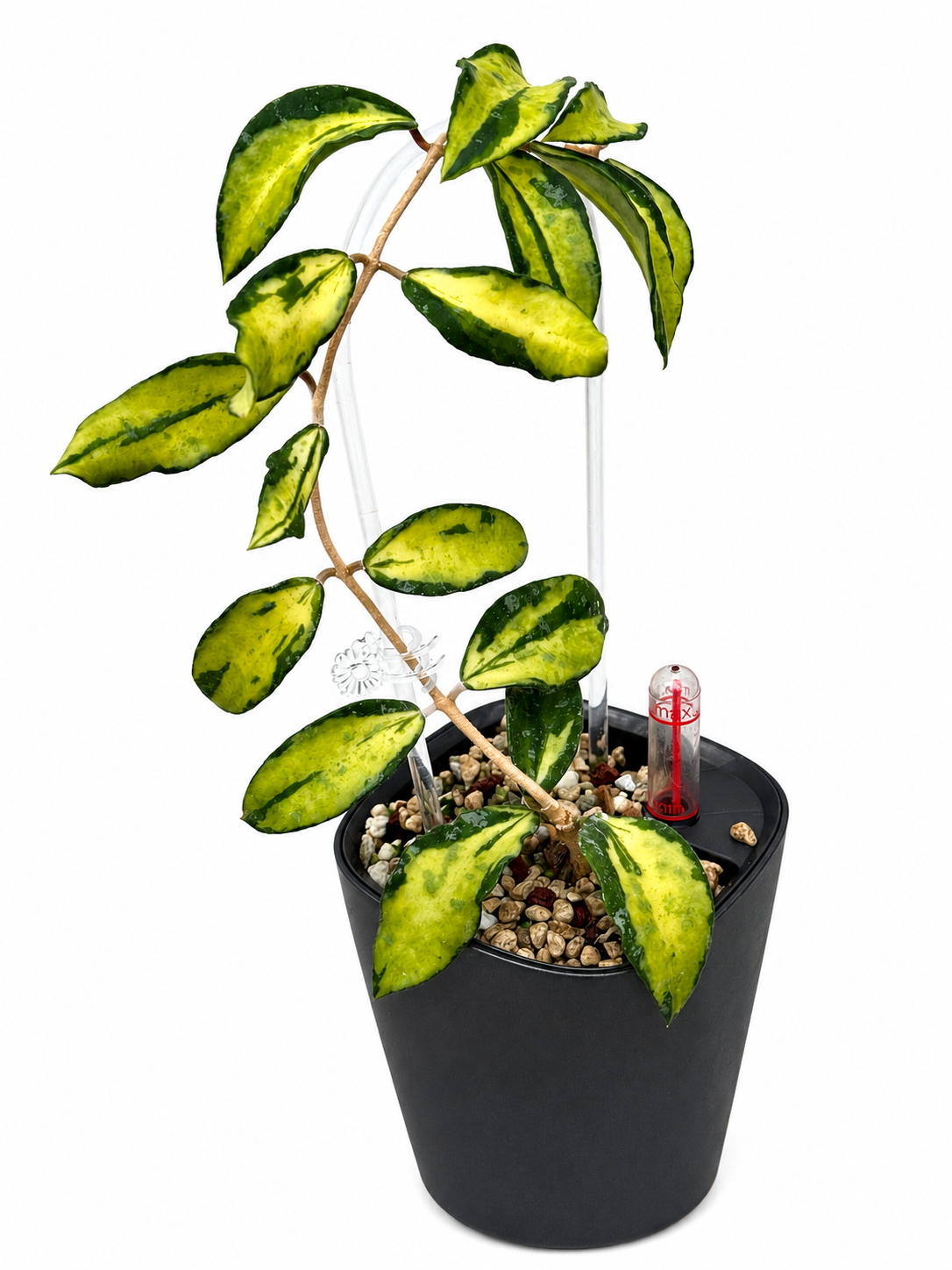 RARE Hoya Phuwuaensis Variegated unrooted cutting (1 node, 2 leaves - grower’s choice)