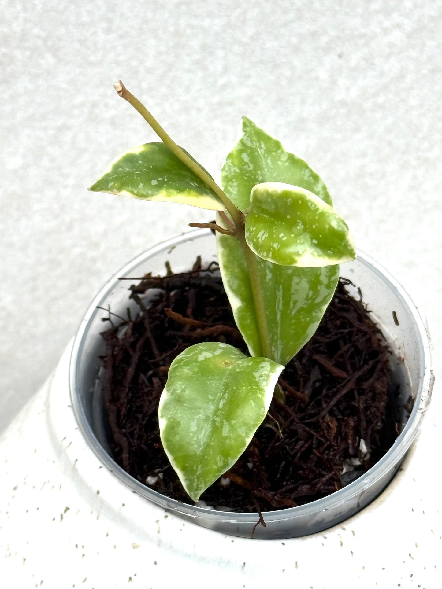RARE Hoya Lacunosa Princess Lumina