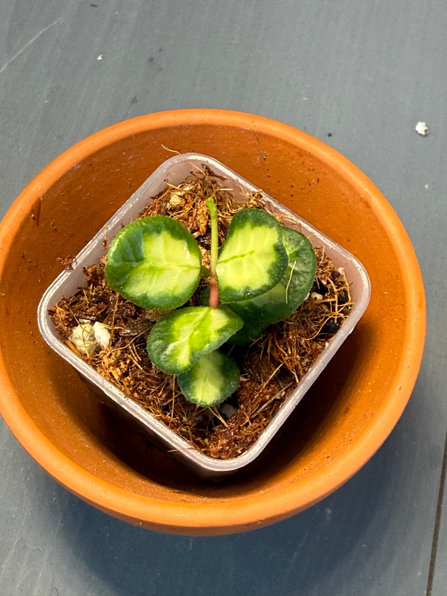 Hoya Tengchongensis Variegated