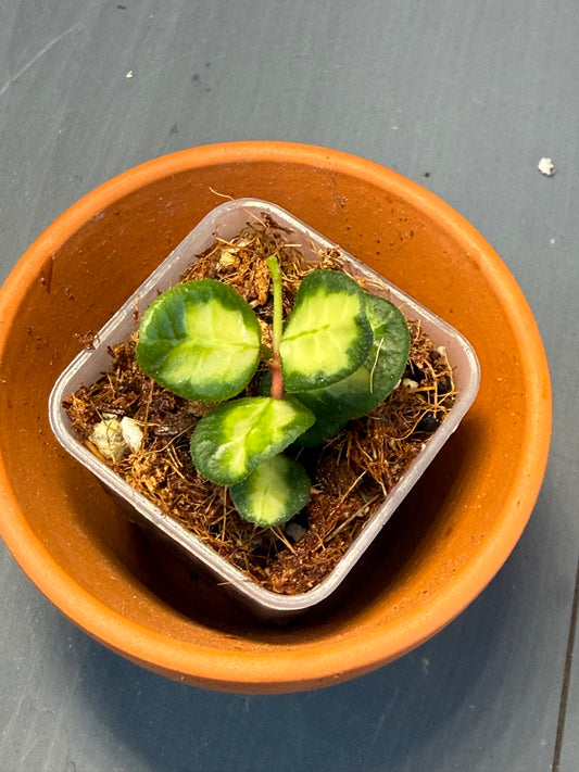 Hoya Tengchongensis Variegated