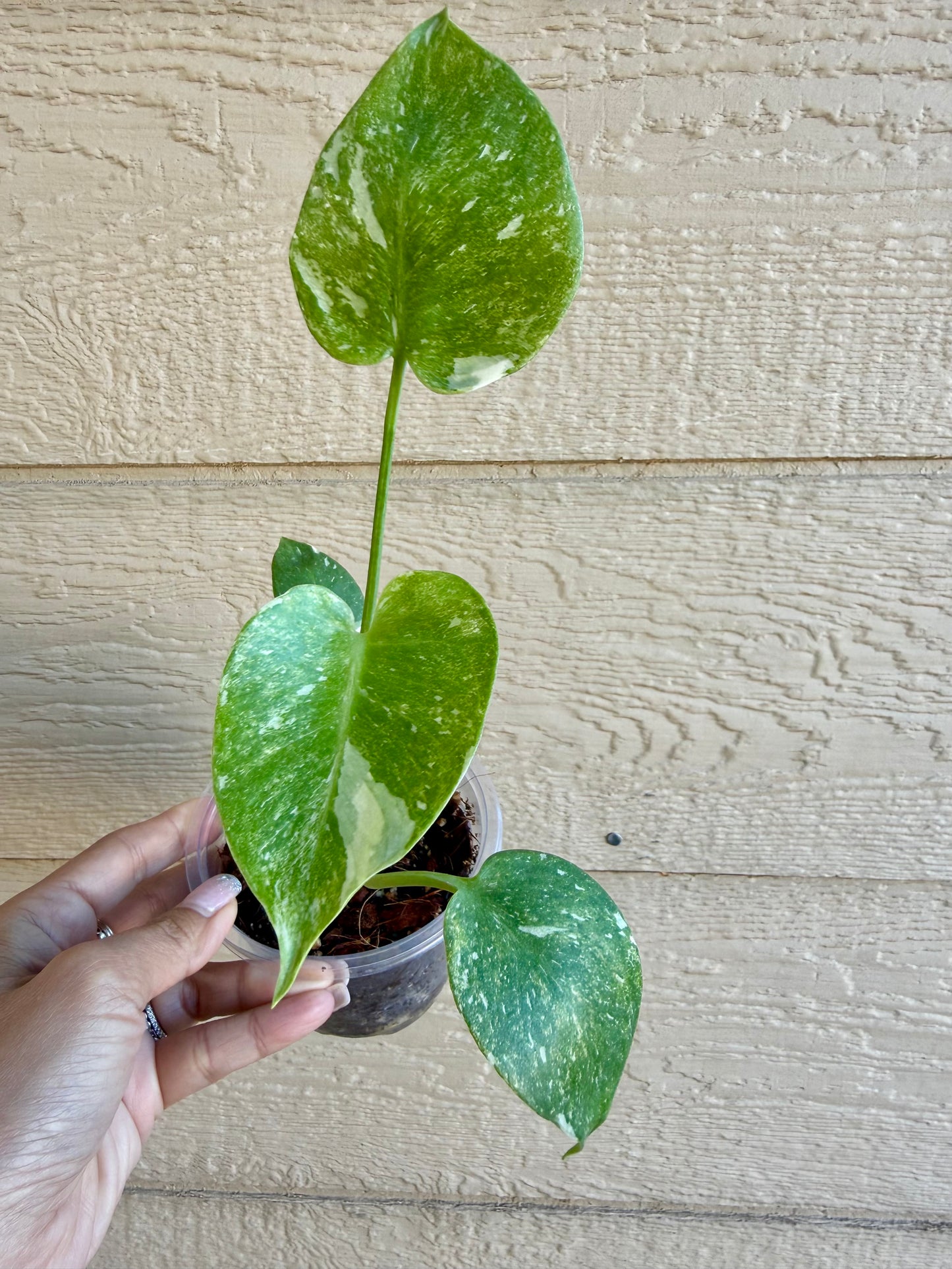 Monstera Thai Constellation ‘Platinum’