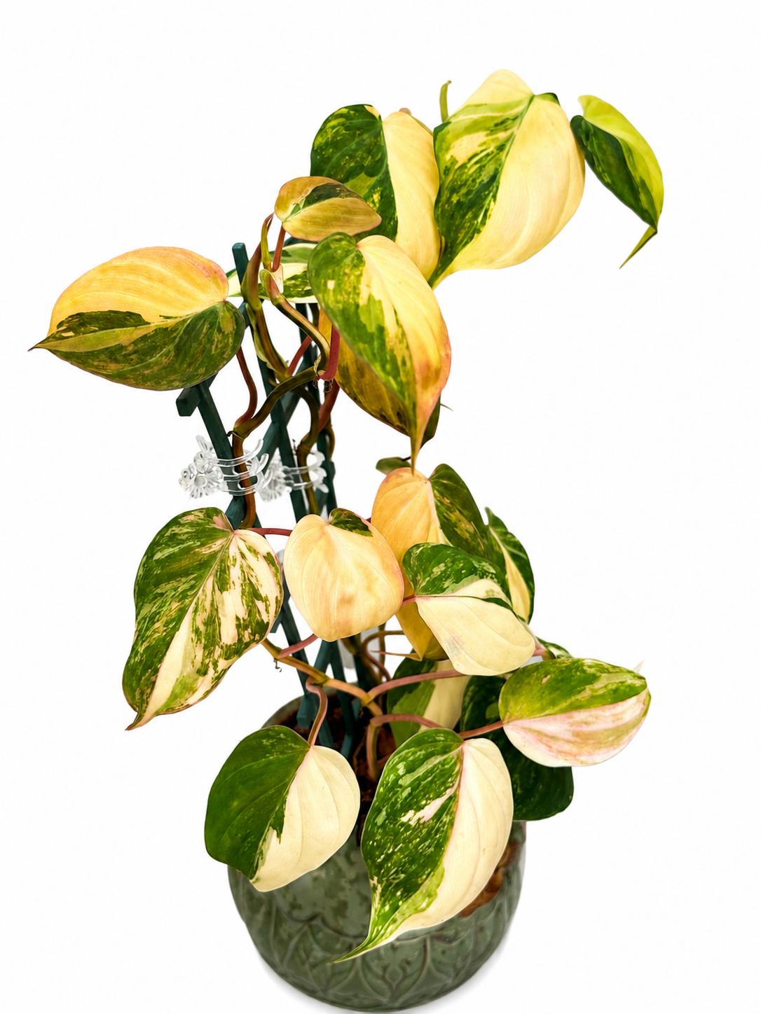 Philodendron Micans Variegated Unrooted Cutting (grower’s choice)