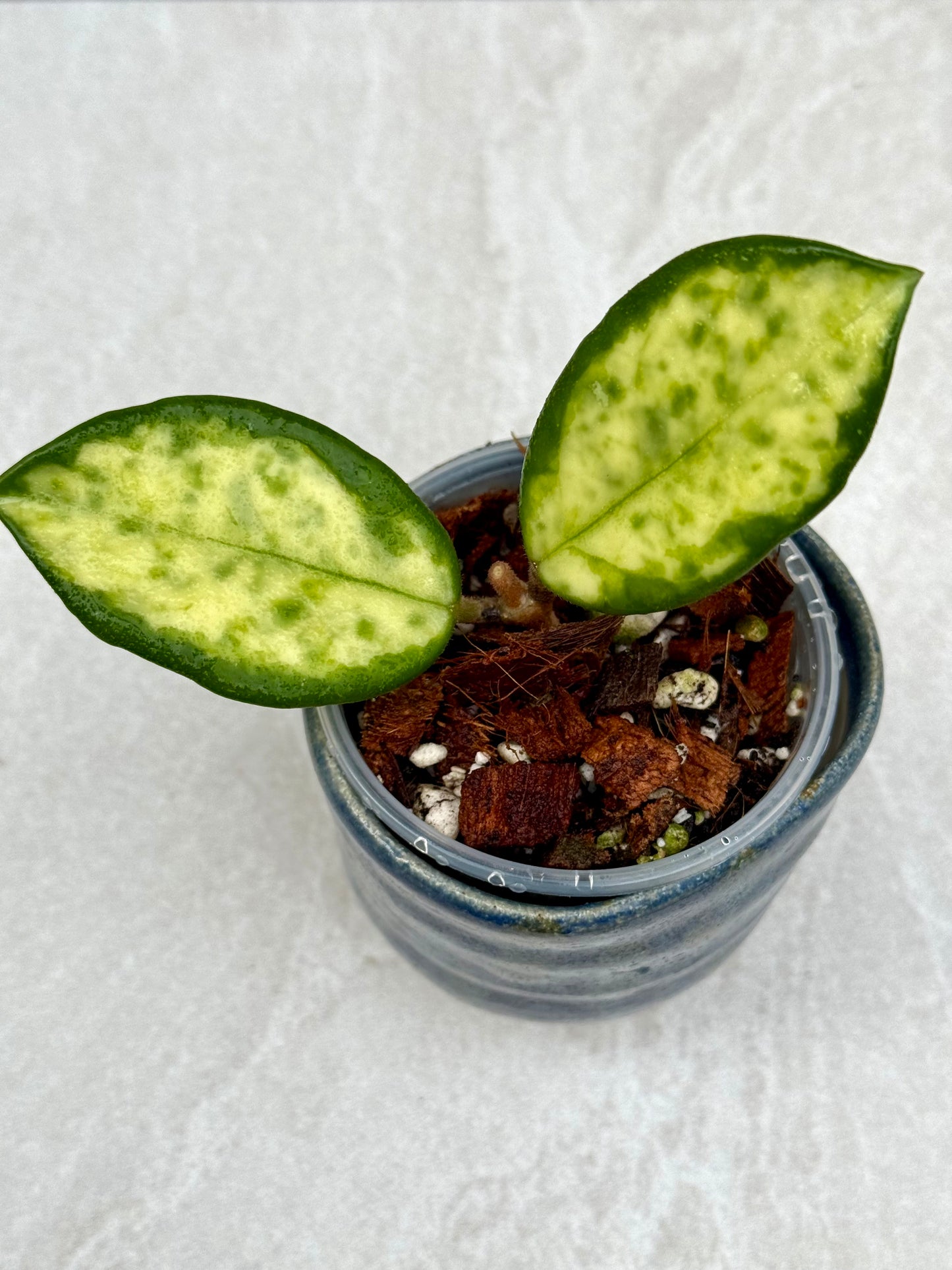 Hoya Madara Green Edge