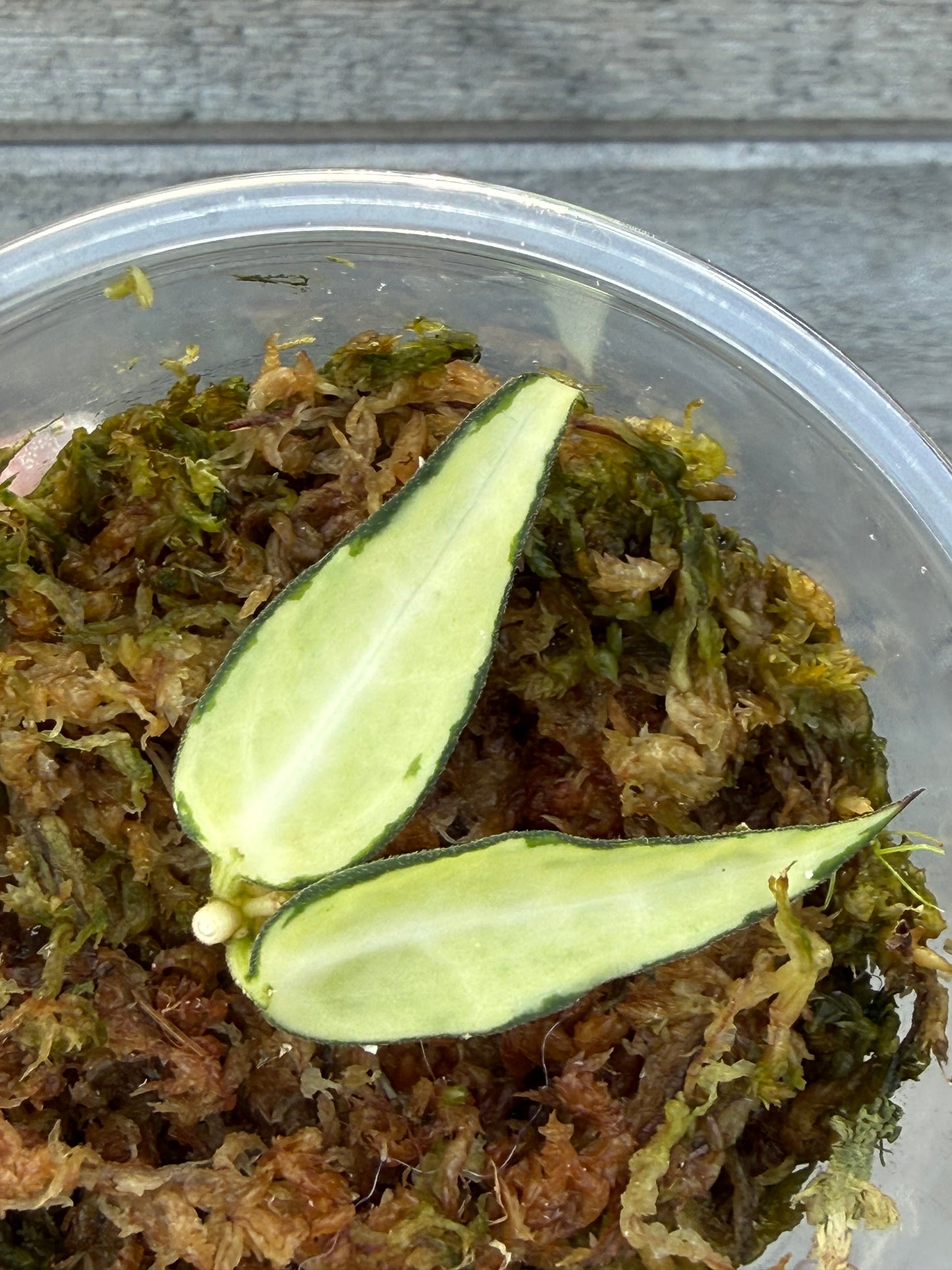 RARE Hoya Burmanica Variegated