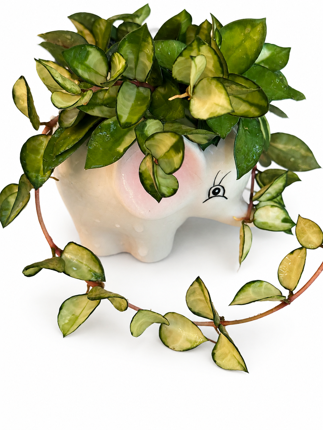 Hoya Lacunosa Asami Inner Variegated | Variegated Hoya Cutting