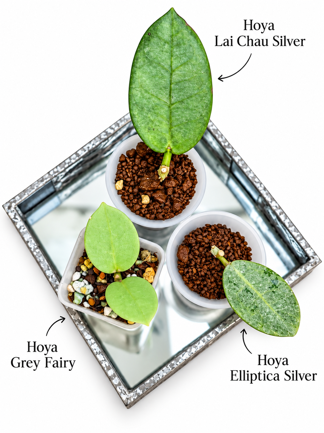 Hoya Lai Chau Silver, Hoya Grey Fairy & Hoya elliptica Silver – Rare 3-Plant Rooted Combo